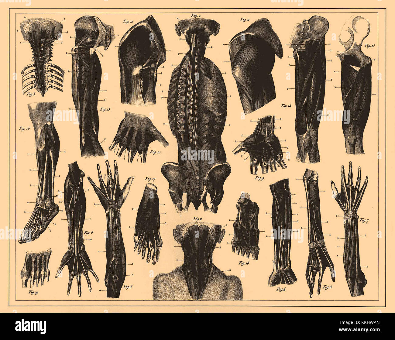 An illustration from the 'Iconographic Encyclopedia of Science ...