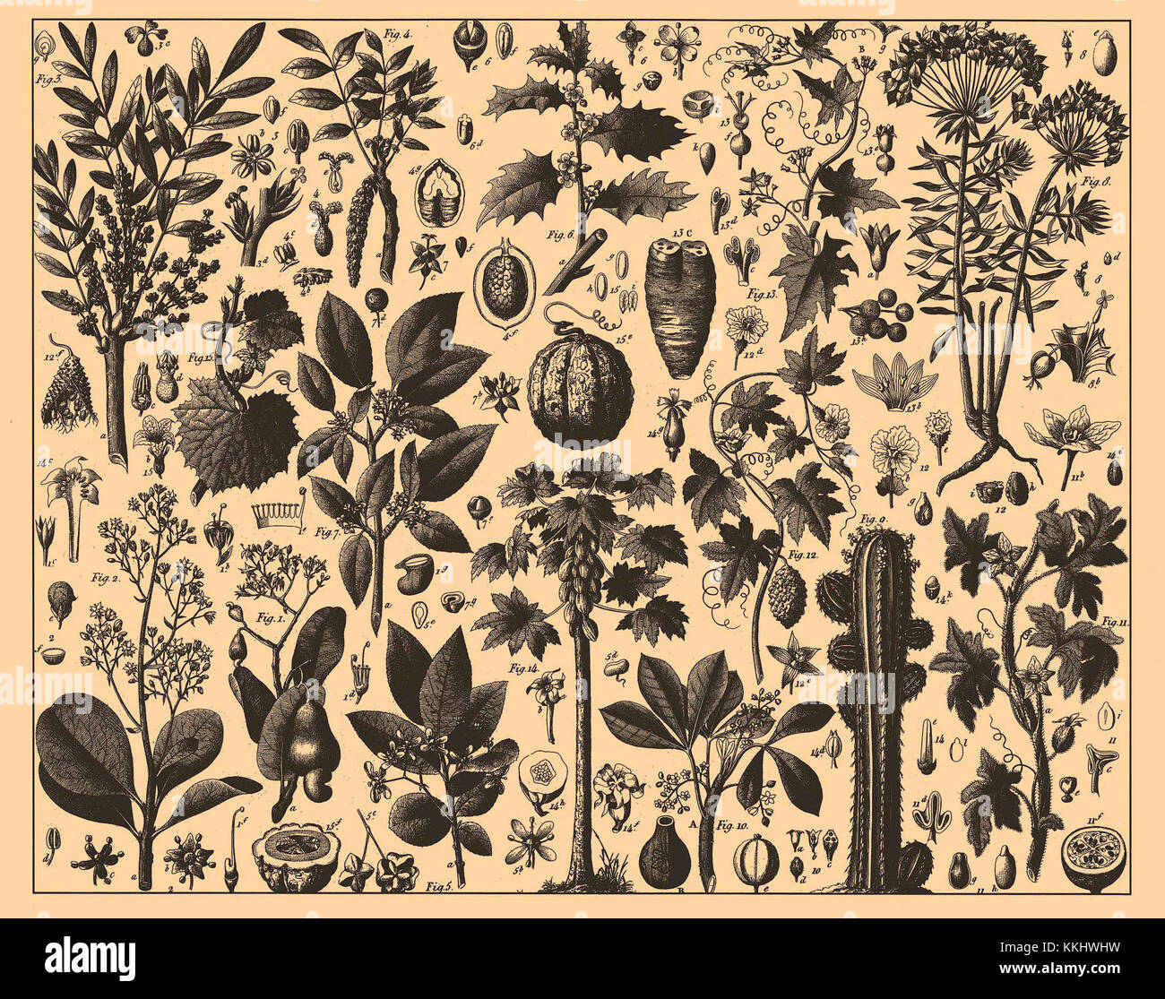 The Iconographic Encyclopedia of Science, Literature and Art is a ...