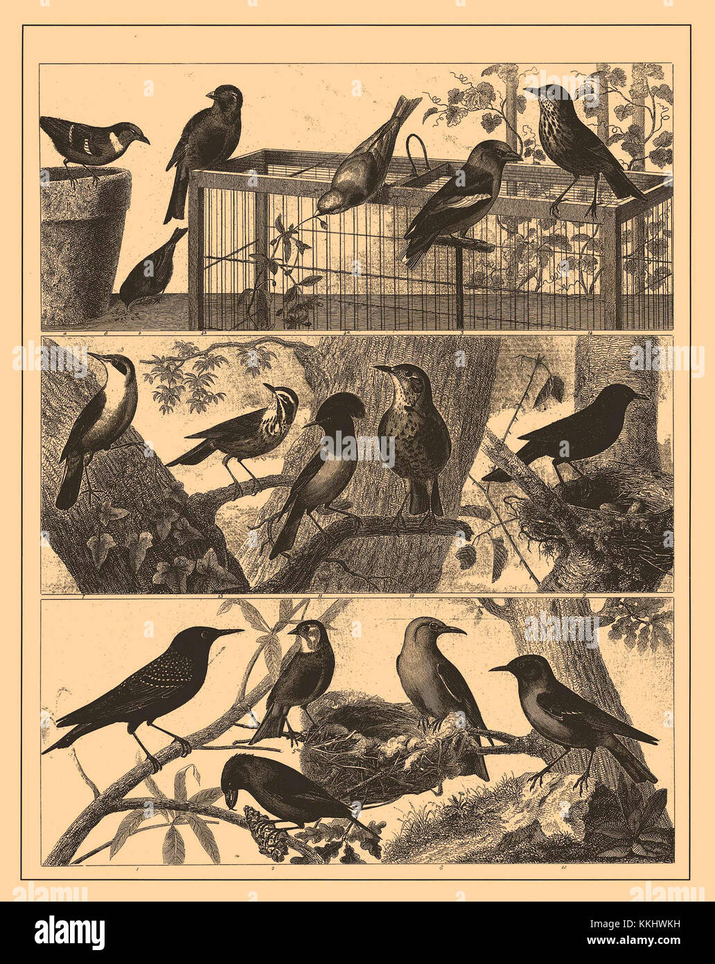 The Iconographic Encyclopedia of Science, Literature, and Art is a ...