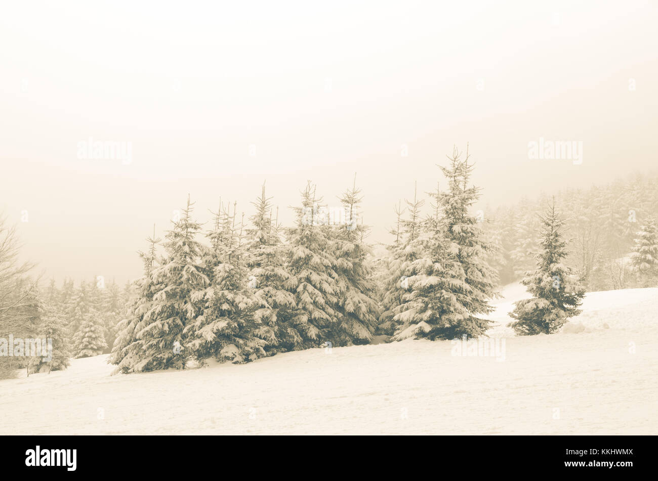 landscape with snowy trees in fog Stock Photo - Alamy