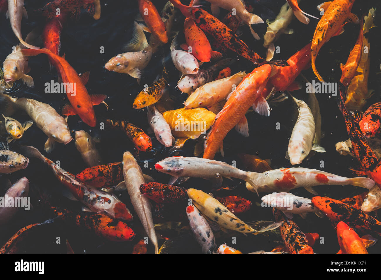 many koi fish, japanese koi carp fishes Stock Photo Alamy