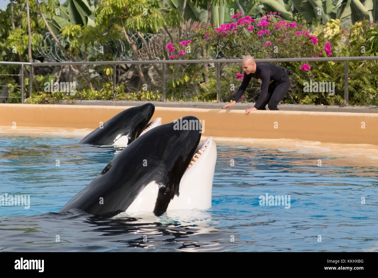 Tenerife, Spain - November 2017: Orca whales / killer whales and animal trainer  at Loro Parque in Puerto de La Cruz, Tenerife Stock Photo