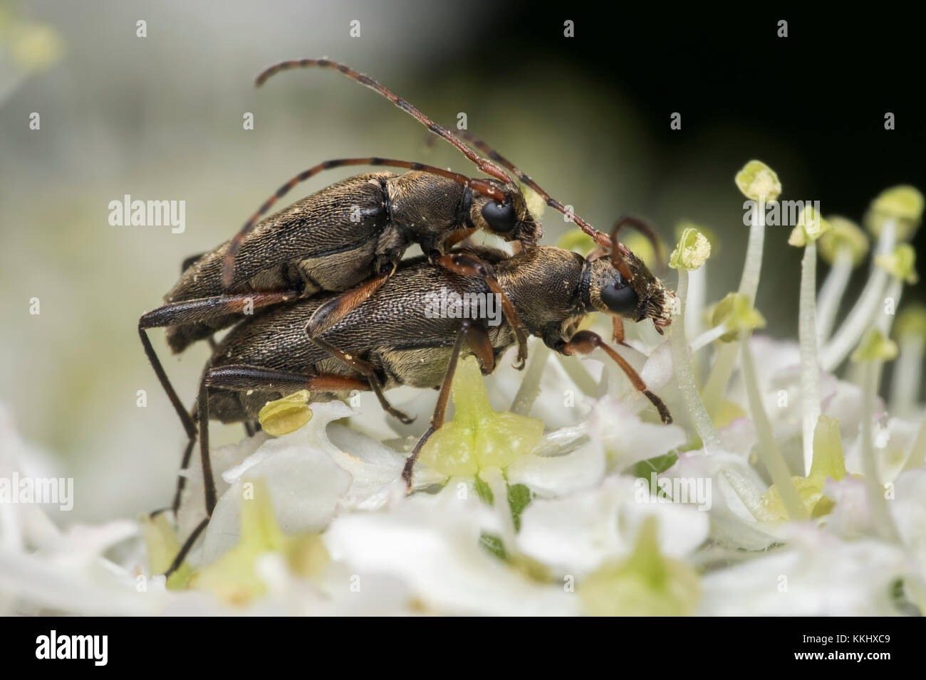 Longhorn Beetles (Grammoptera ruficornis) mating on an umbellifer plant in woodland. Cahir, Tipperary, Ireland Stock Photo