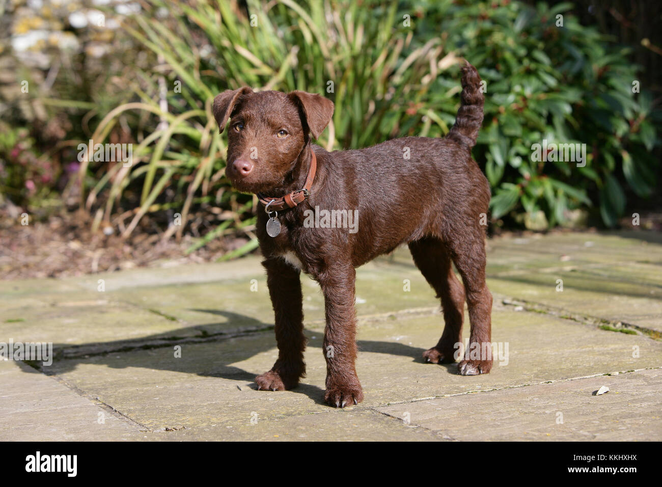 Chocolate Terrier Stock Photos Chocolate Terrier Stock Images