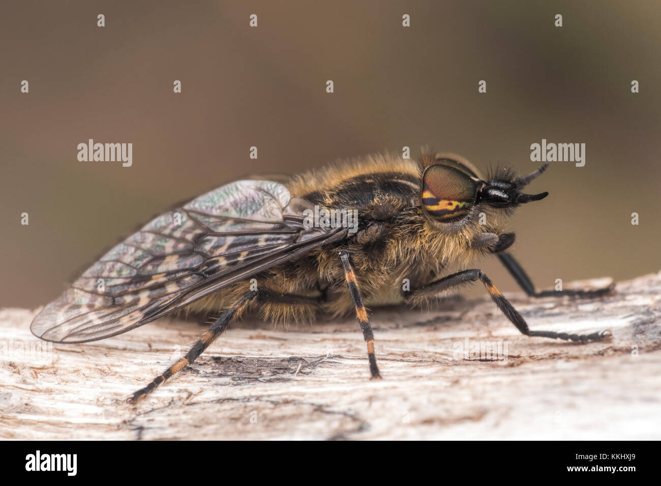 Notch-horned Cleg horsefly male (Haematopota pluvialis) at rest on a tree branch in woodland. Cahir, Tipperary, Ireland. Stock Photo
