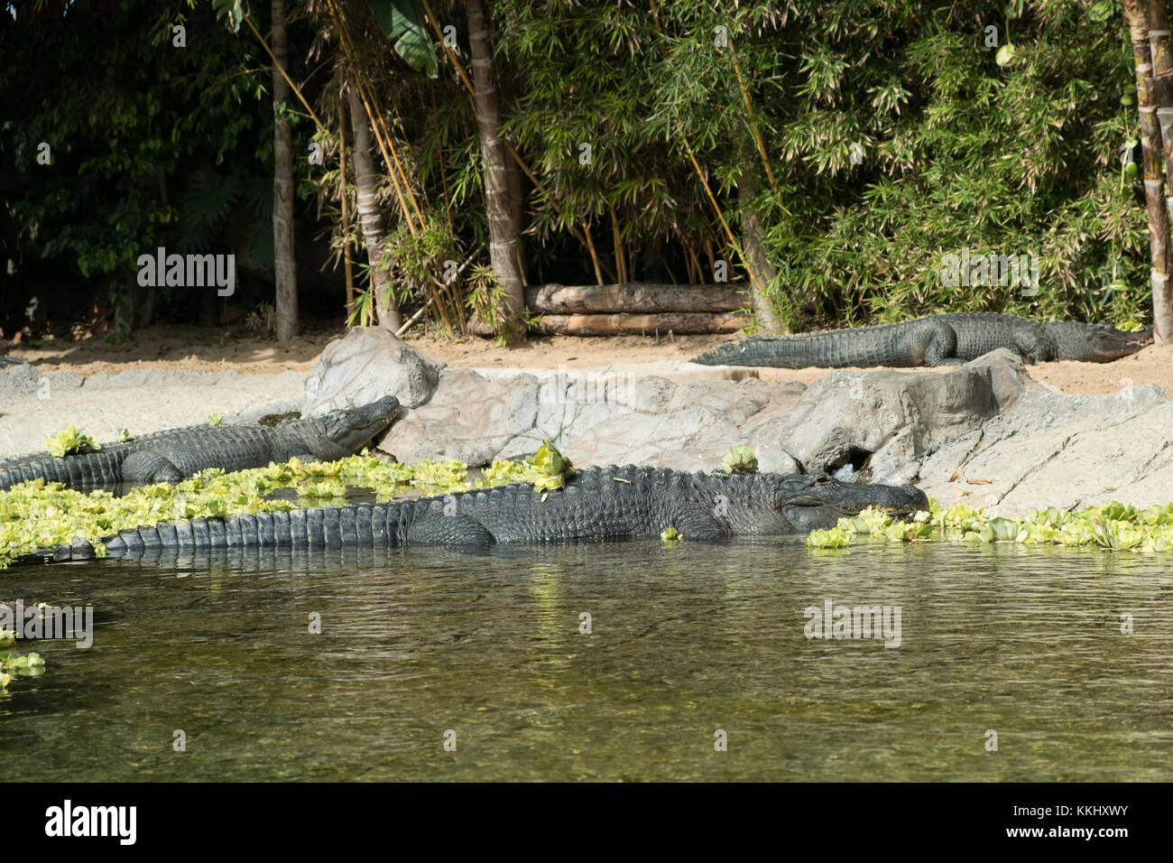 alligators / crocodiles laying at waterside Stock Photo