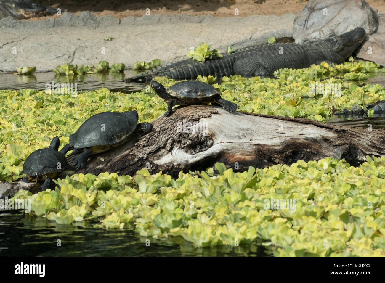 turtles and crocodile - three turtles with crocodile in background at pond Stock Photo