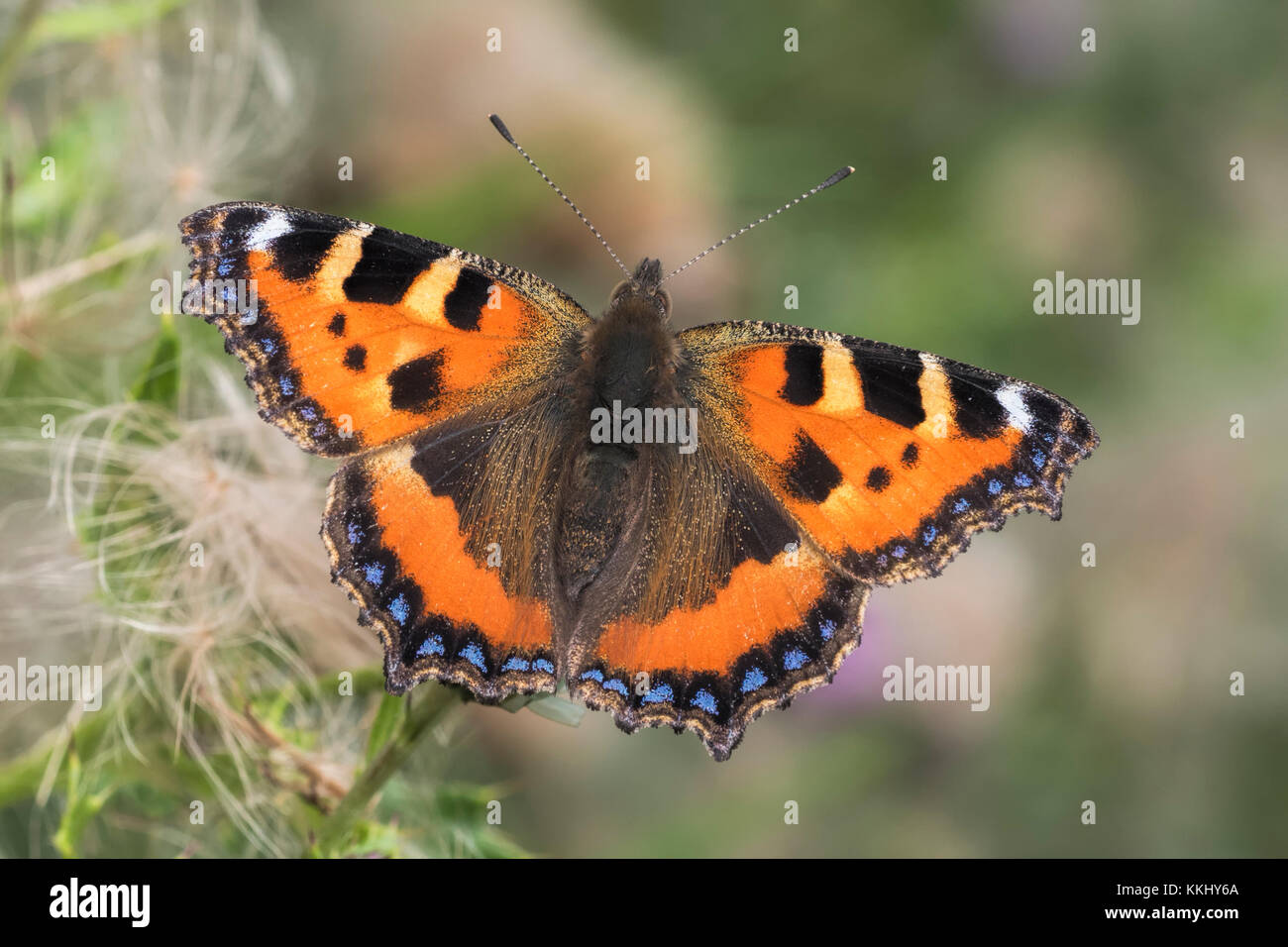 Small Tortoiseshell butterfly (Aglais urticae) with open wings resting on thistle. Cahir, Tipperary, Ireland Stock Photo