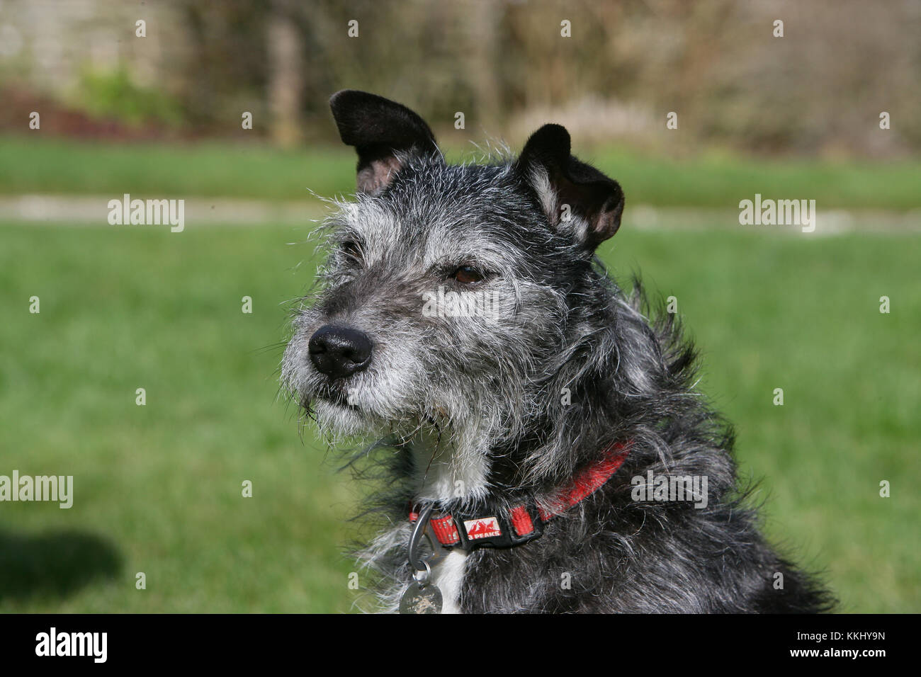 Fell Terrier High Resolution Stock Photography and Images Alamy