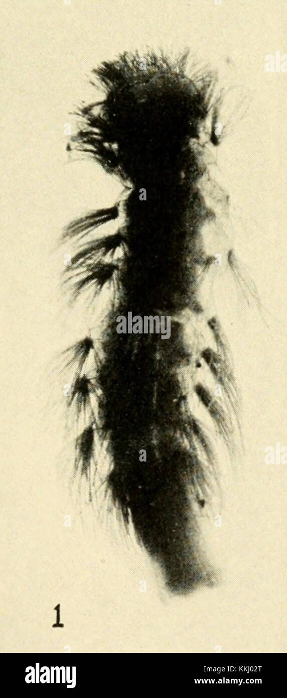 Lophoproctus comans Loomis, 1934 female, dorsal view Stock Photo