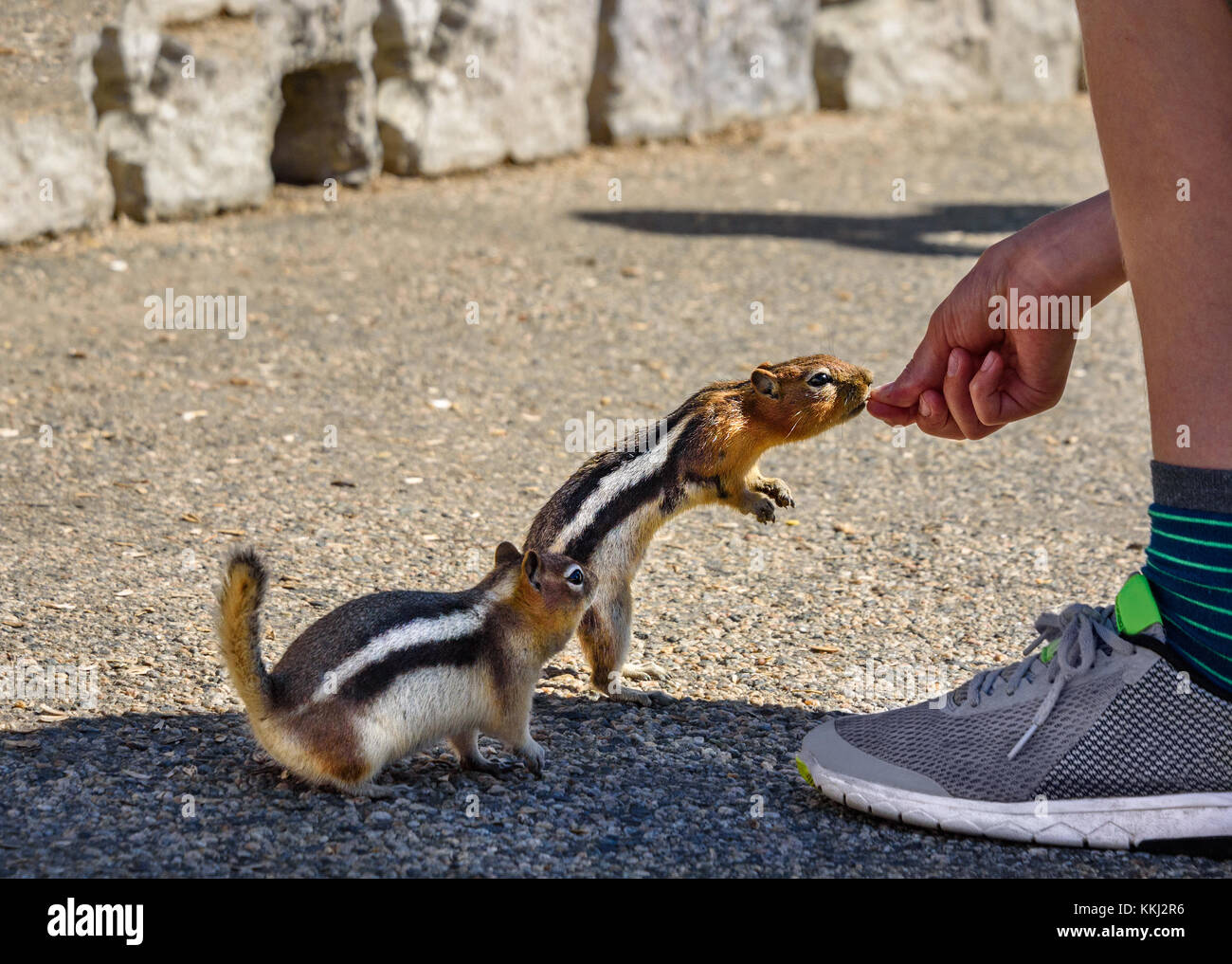 Two ground squirrels eating from a boy's hand, being fed by a boy. Golden-mantled Ground Squirrel (Callospermophilus lateralis) - Beartooth Pass, Wyom Stock Photo