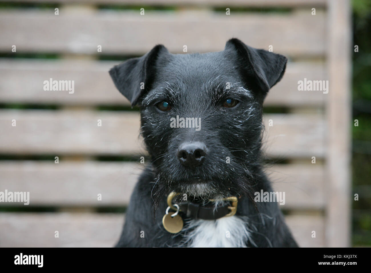 black and white patterdale terrier