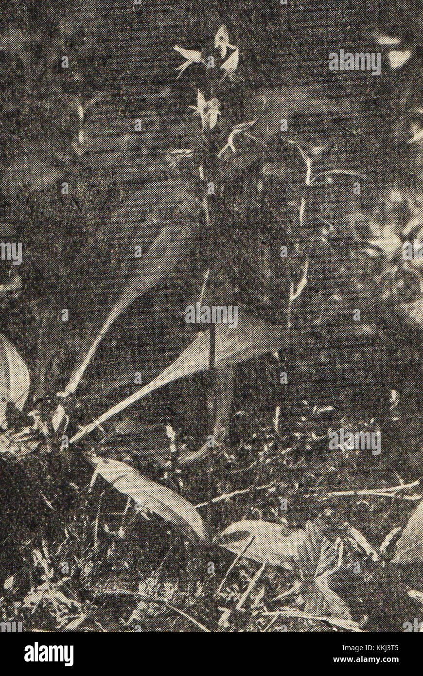 Neottianthe cucullata, Puszcza Augustowska, przed 1956 Stock Photo