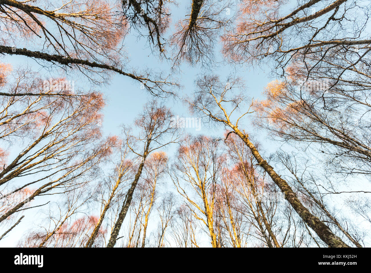 Canopy of Birch trees in Autumn in the Cairngorms National Park. Stock Photo