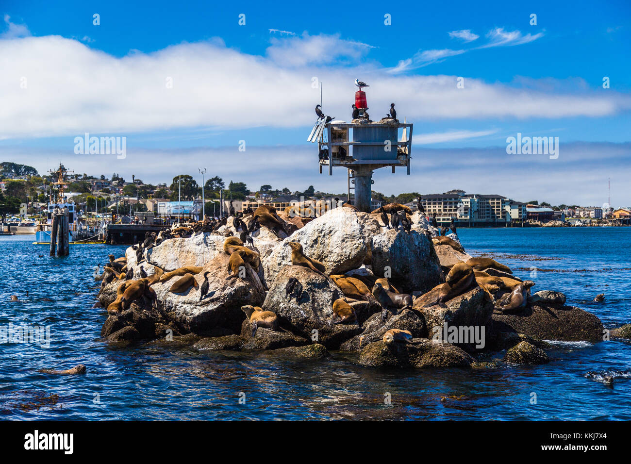 Monterey sea lion hires stock photography and images Alamy
