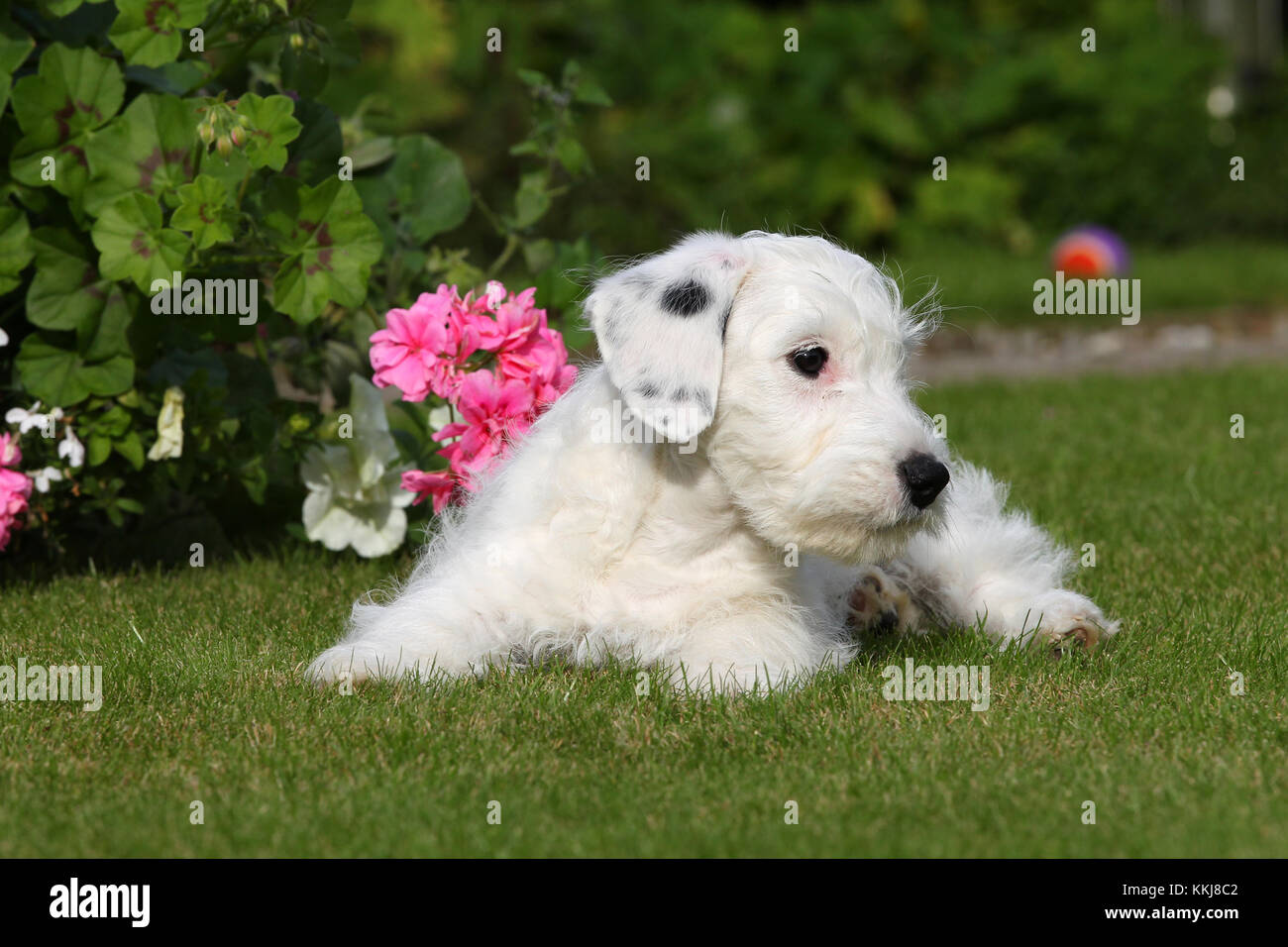 Terrier Sealyham Sealyham Terrier Puppy Stock Photo Alamy