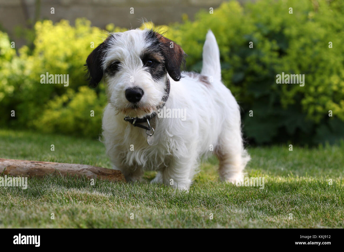 Terrier Sealyham Sealyham Terrier Puppy Stock Photo Alamy