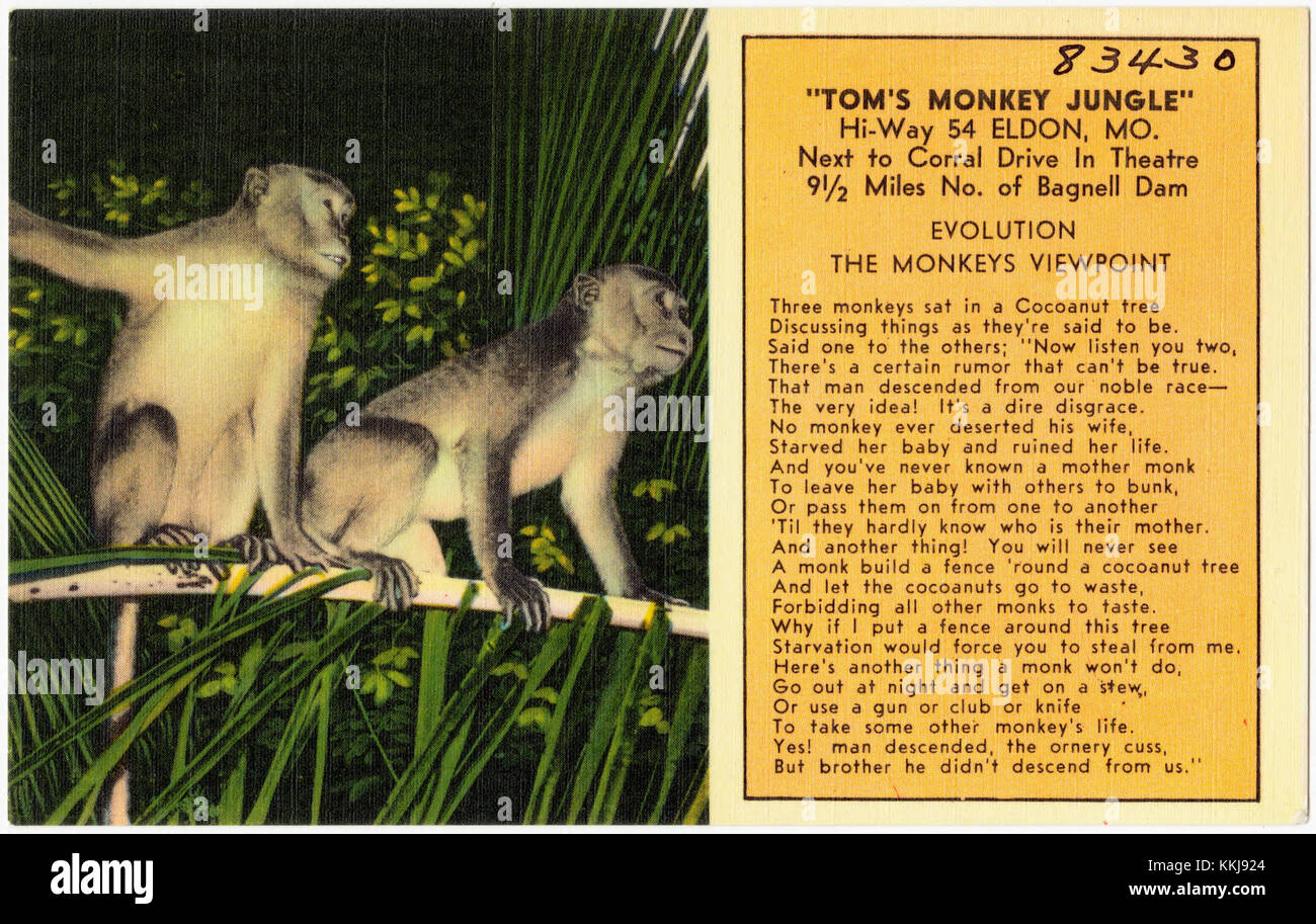Tom's Monkey Jungle, Hi-Way 54 Eldon, Mo. Next to Corral Drive In Theatre 9 1-2 miles No. of Bagnell Dam (83430) Stock Photo