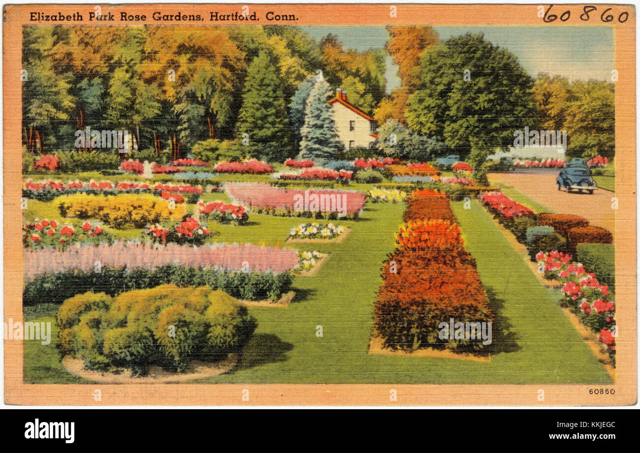 Elizabeth Park Rose Gardens, Hartford, Conn (60860 Stock Photo