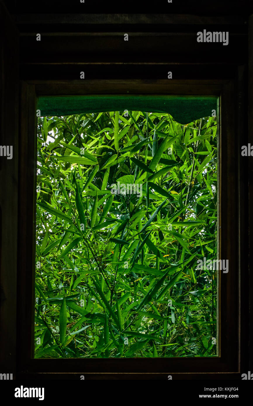 View through mesh window of green bamboo plants growing outside Stock Photo