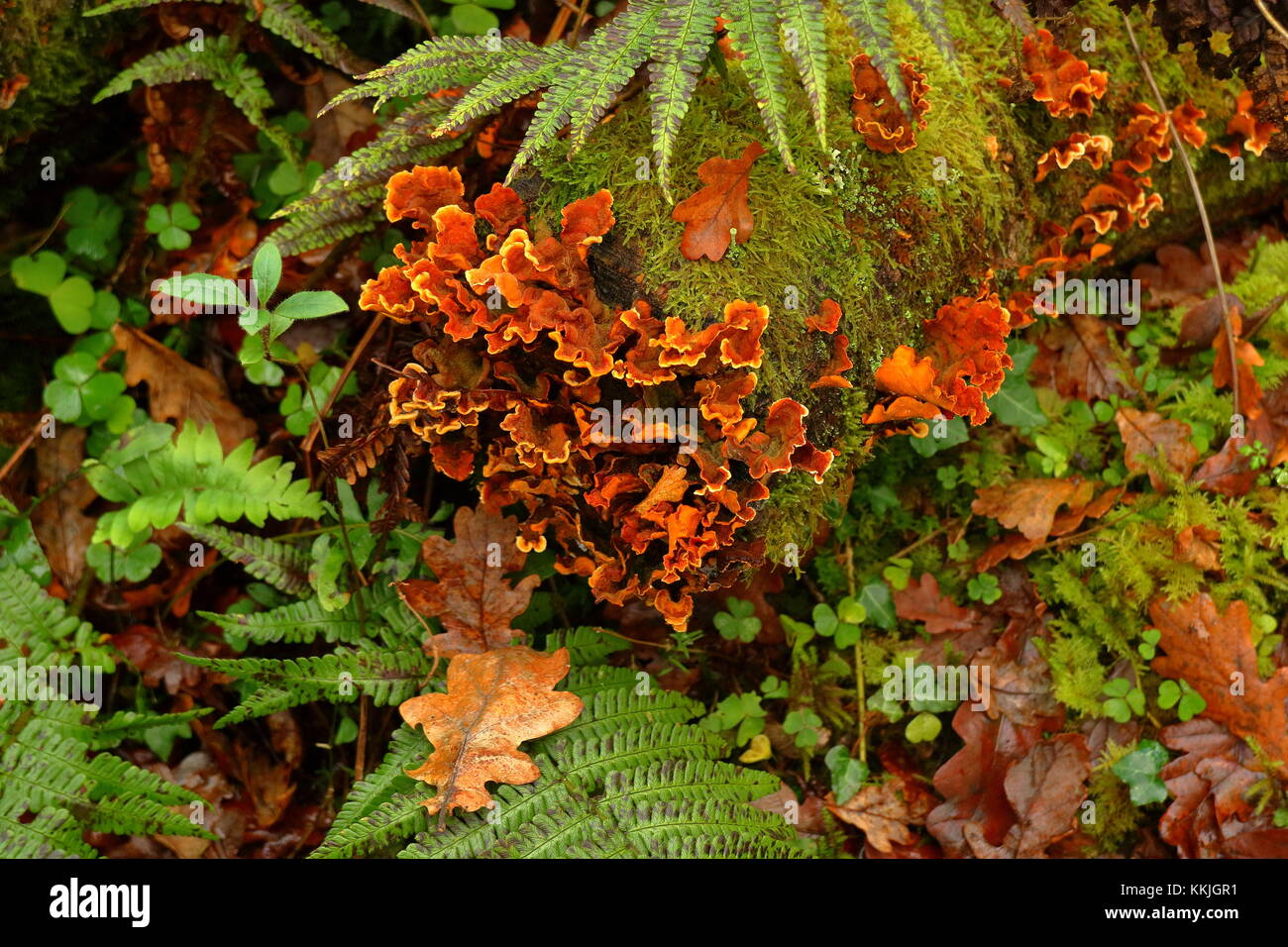 Hairy Stereum fungus Stereum hirsutum growing on old dead oak tree, among moss and ferns, Dartmoor, Devon, UK, December 2017 Stock Photo