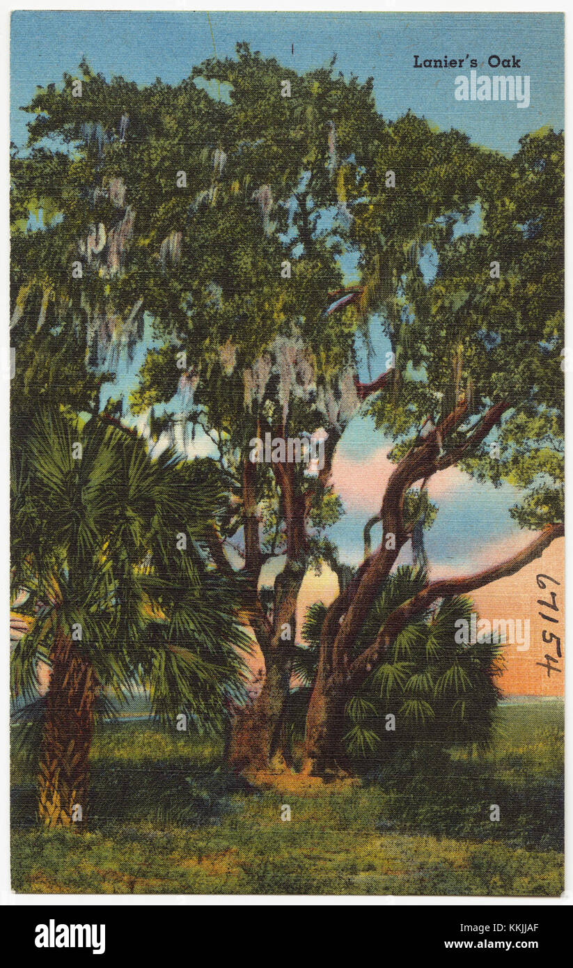 Lanier's oak (8368109684 Stock Photo Alamy