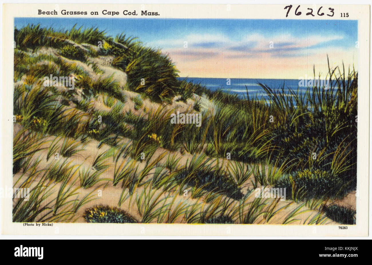 Beach grasses on Cape Cod, Mass (76263 Stock Photo - Alamy