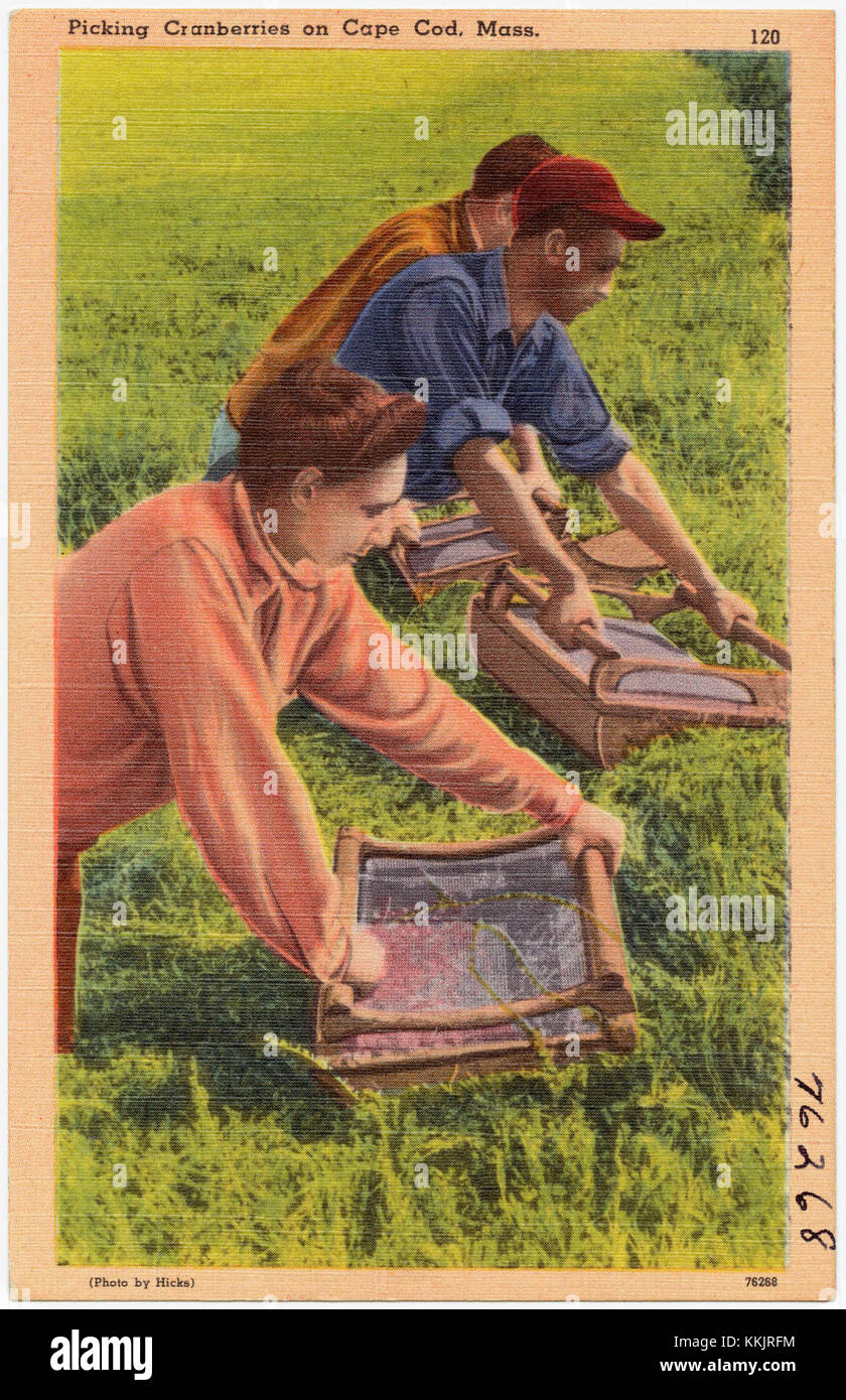 Picking Cranberries on Cape Cod, Mass (76268 Stock Photo Alamy