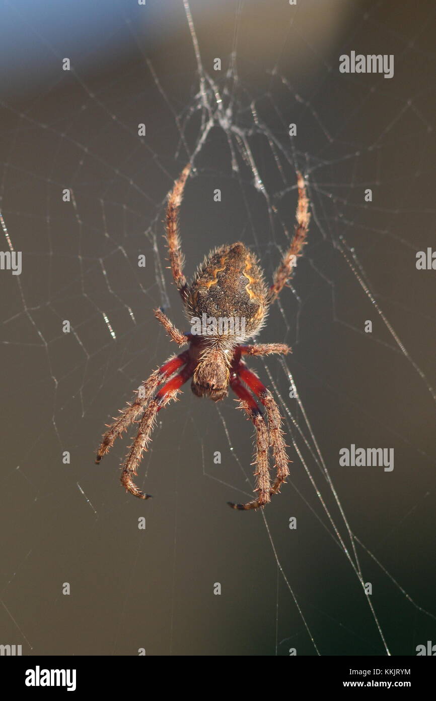 Garden Orb Weaver Spider Eriophora Transmarina Stock Photo Alamy
