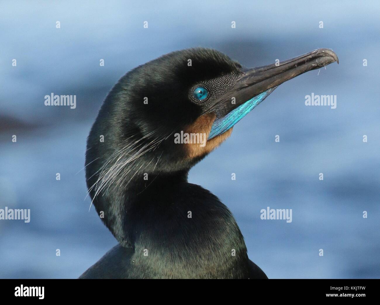 A Brandts cormorant bird at the California Coastal National Monument