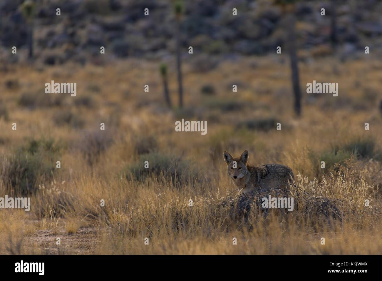 A coyote hunts around the Joshua Tree National Park Hall of Horrors Area October 31, 2017 in Twentynine Palms, California.  (photo by Glauco Puig-Santana via Planetpix) Stock Photo