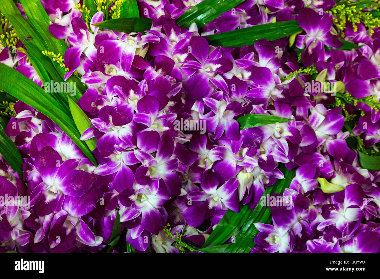 Bangkok, Thailand.  Pak Khlong Market (Flower Market).  Orchids. Stock Photo