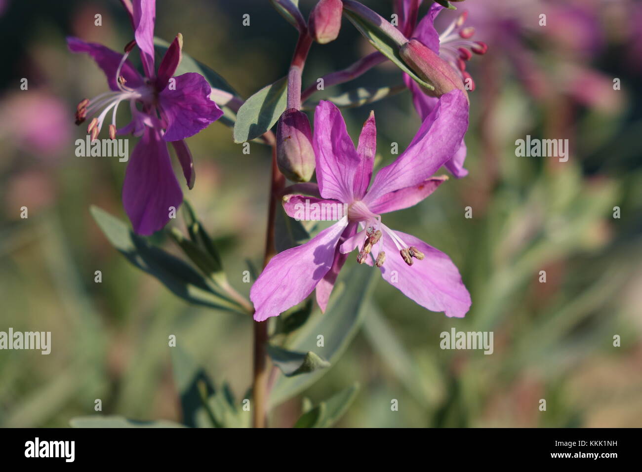 Fireweed, Glacier National Park Stock Photo - Alamy