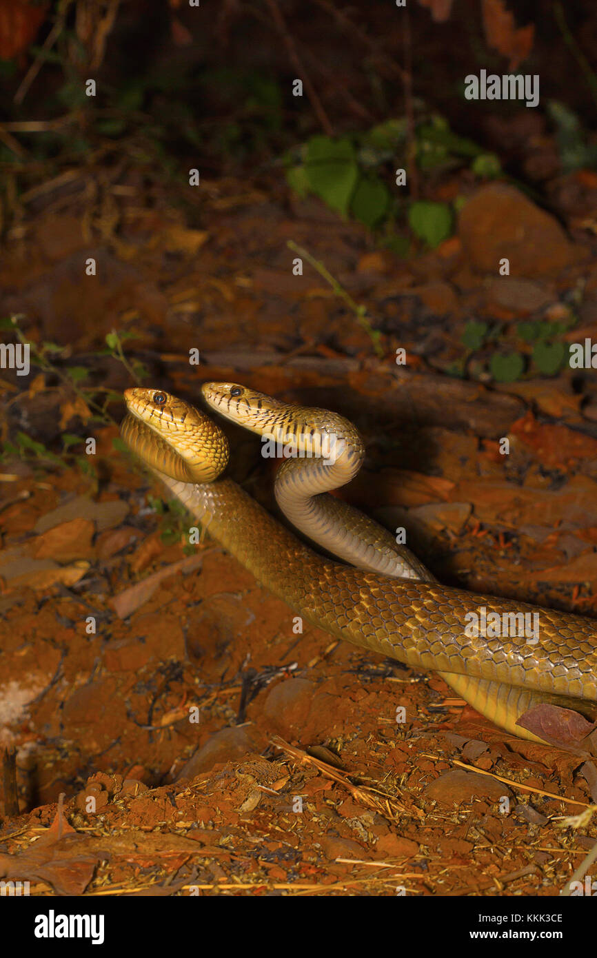 Two male rat snakes, Ptyas mucosa in a combat. Aarey Milk Colony, Mumbai, Maharashtra, India Stock Photo