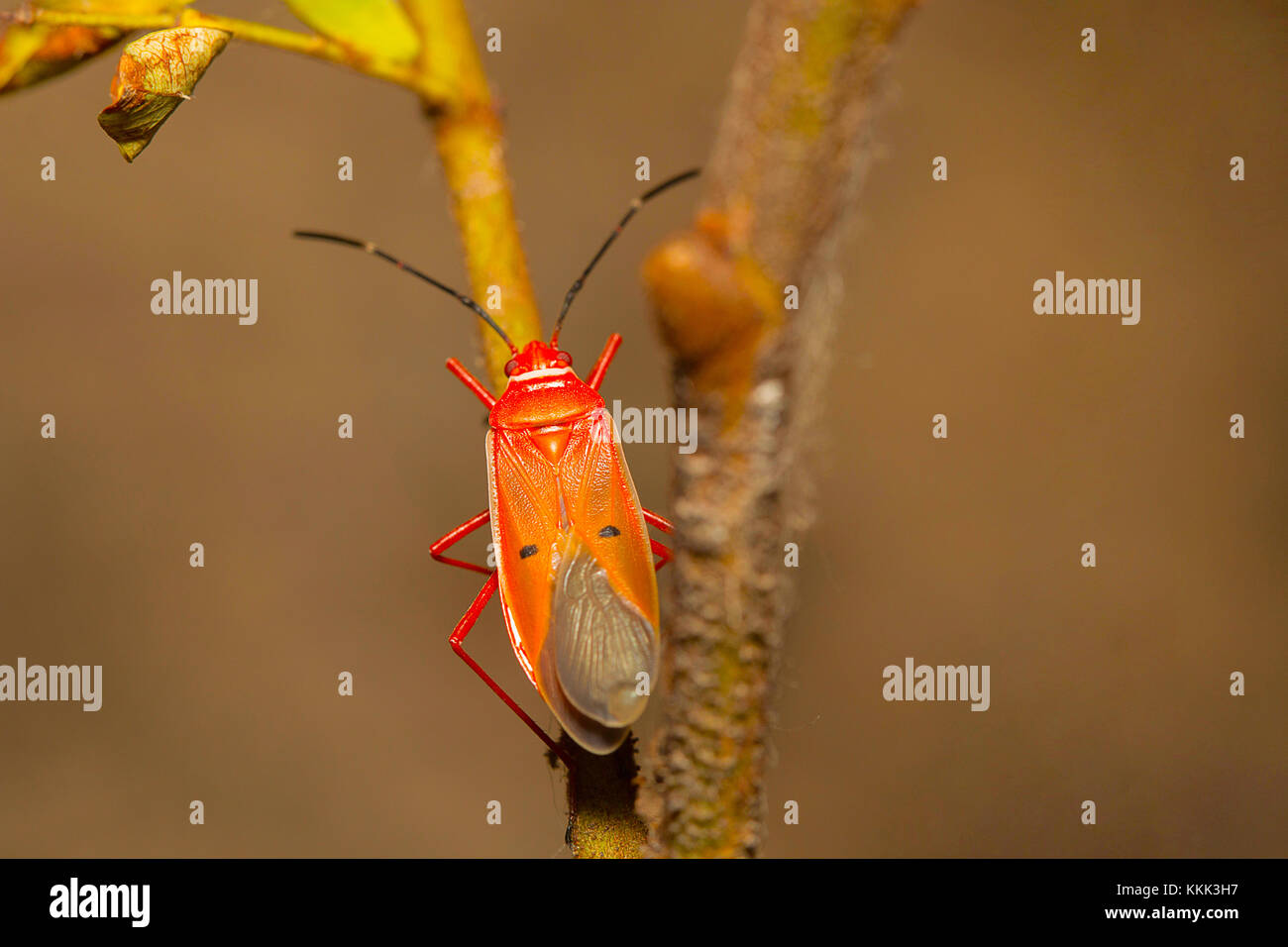 Adult red silk cotton bug, Dysdercus koenigii. Mumbai, Maharashtra, India Stock Photo