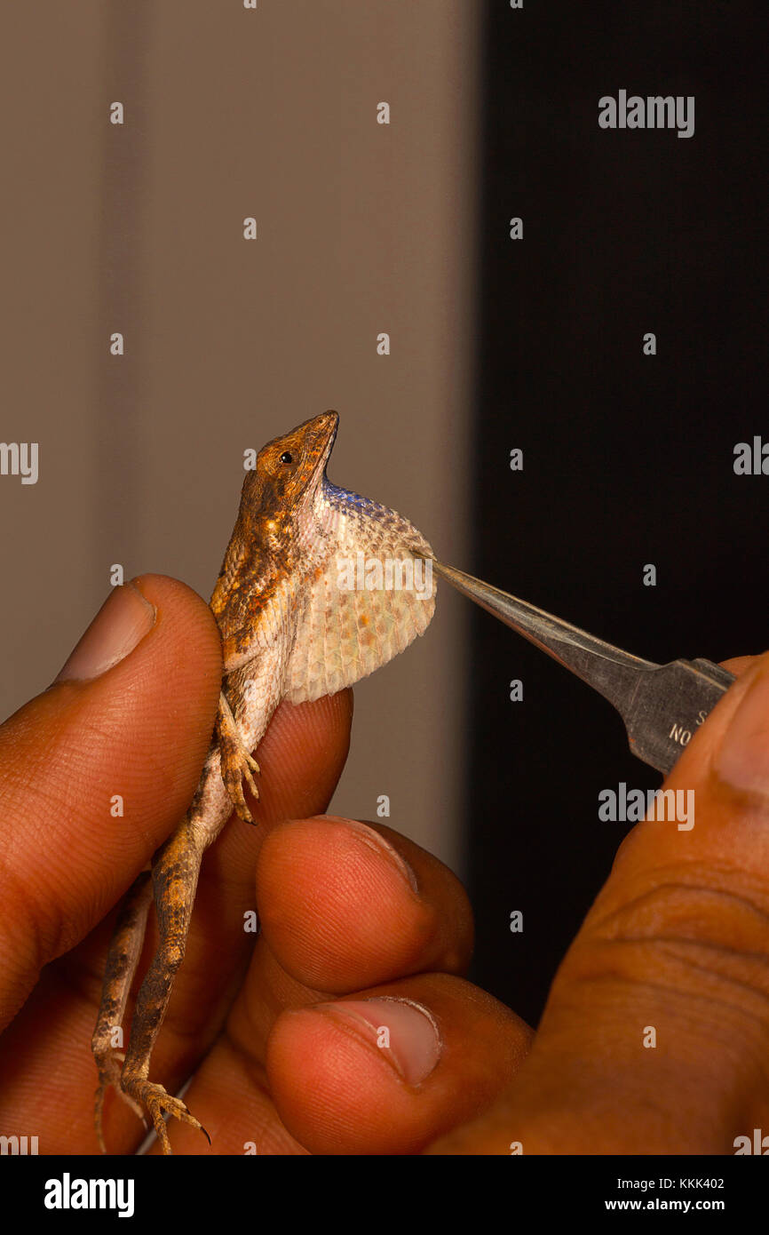 The dewlap or the fan of the fan throated lizard, genus Sitana. Pondicherry, Tamilnadu, India Stock Photo