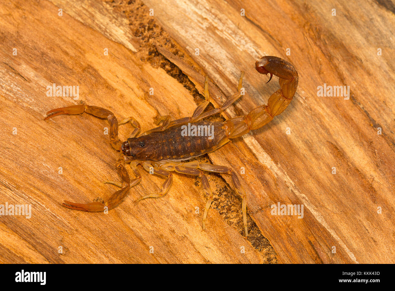 Fat tailed scorpion, genus Lychas from Pondicherry, Tamilnadu, India. These are also known as bark scorpions Stock Photo