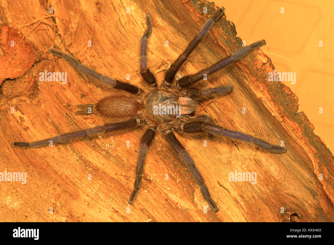 Male tarantula of the genus Chilobrachys. Visakhapatnam, Andhra Pradesh, India Stock Photo
