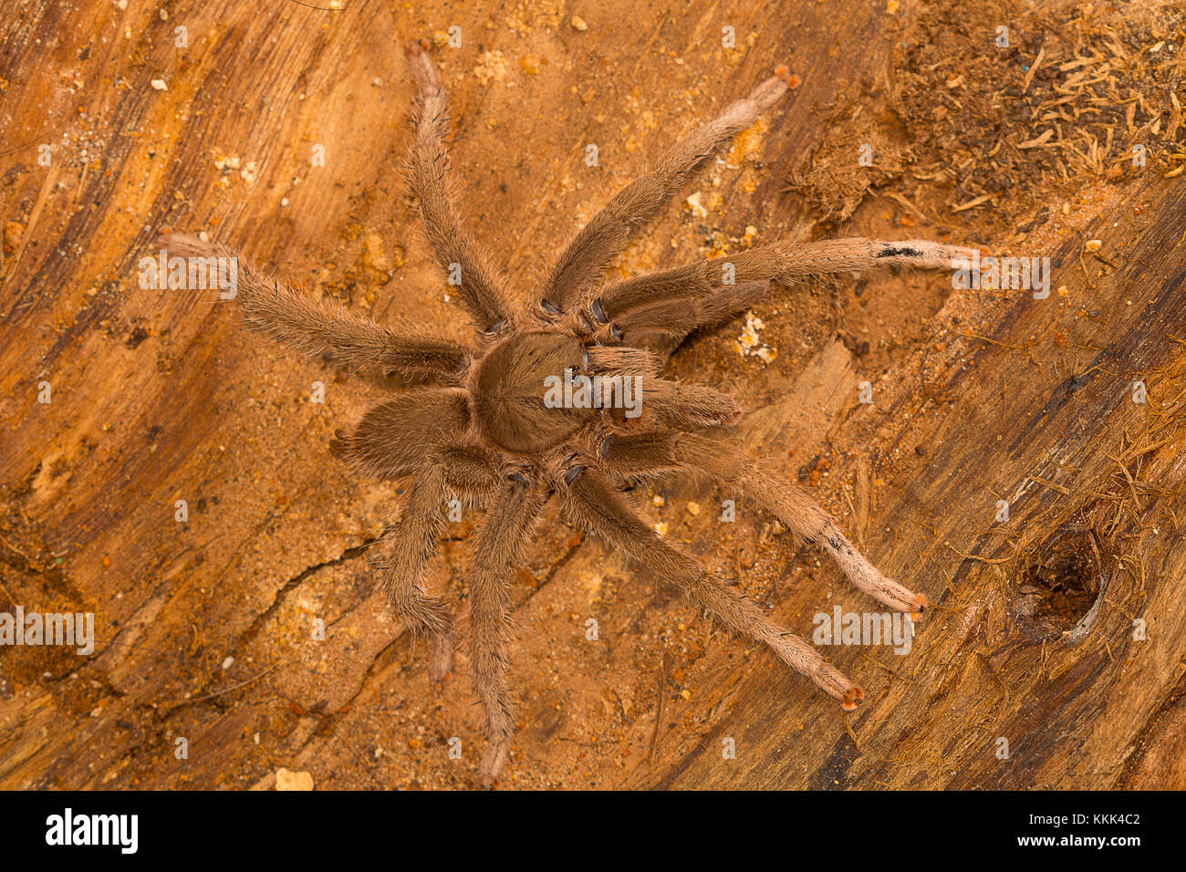 Male tarantula . Visakhapatnam, Andhra Pradesh, India Stock Photo