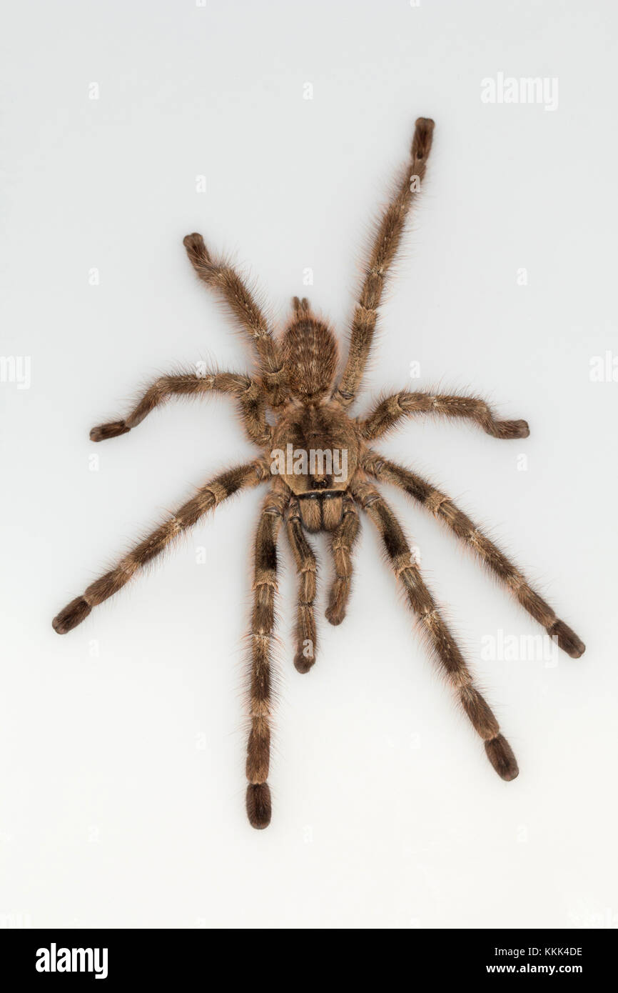 Arboreal Tarantula List