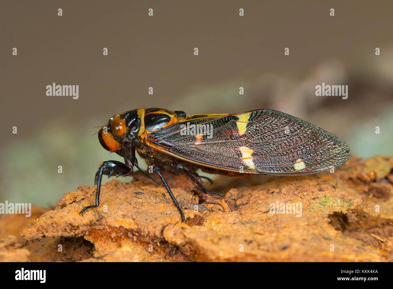 Colorful cicada species. Kanger Ghati National Park, Bastar District Chhattisgarh Stock Photo
