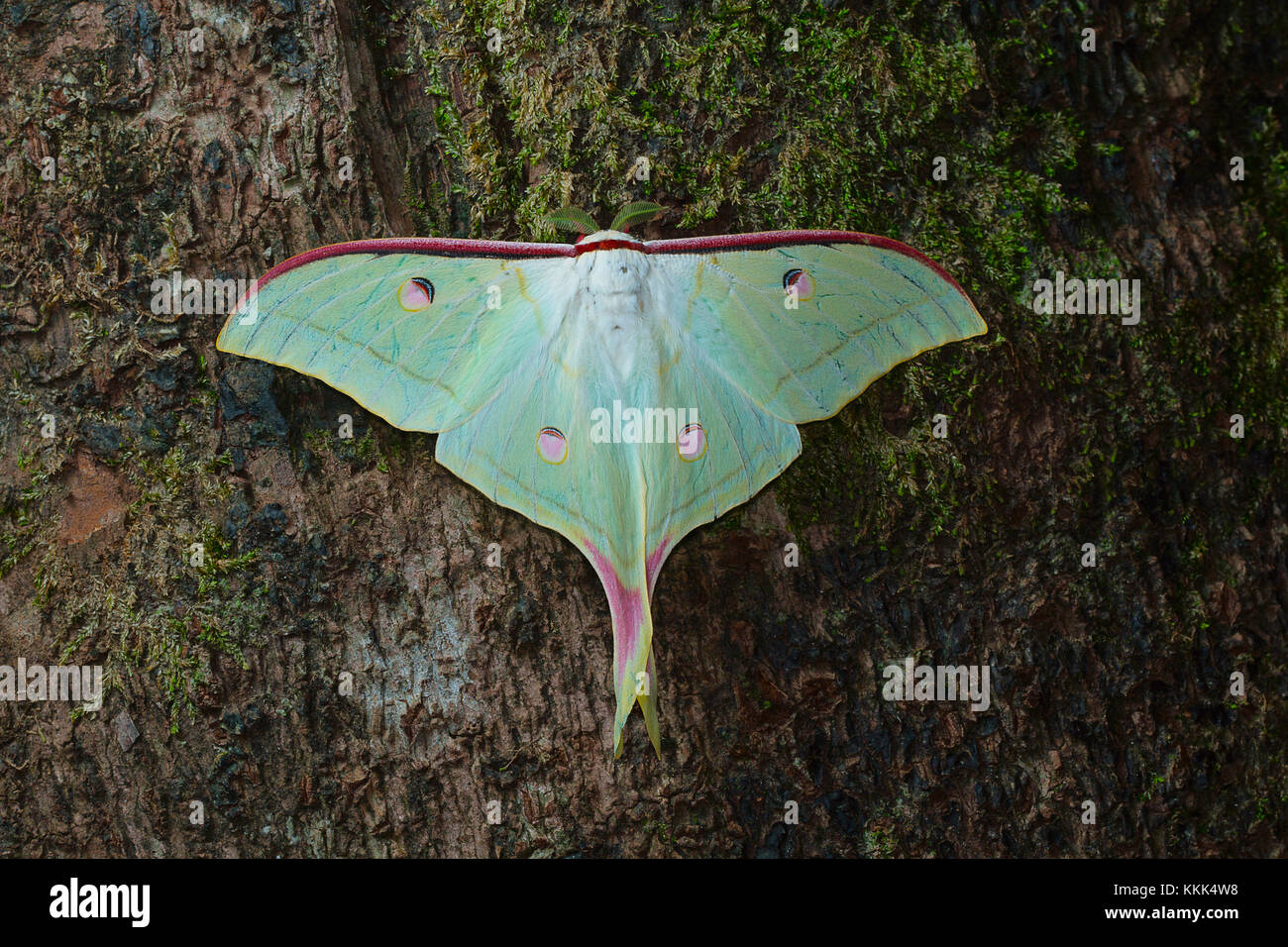 Lunar or Moon moth from Kanger Ghati National Park, Bastar District, Chhattisgarh Stock Photo