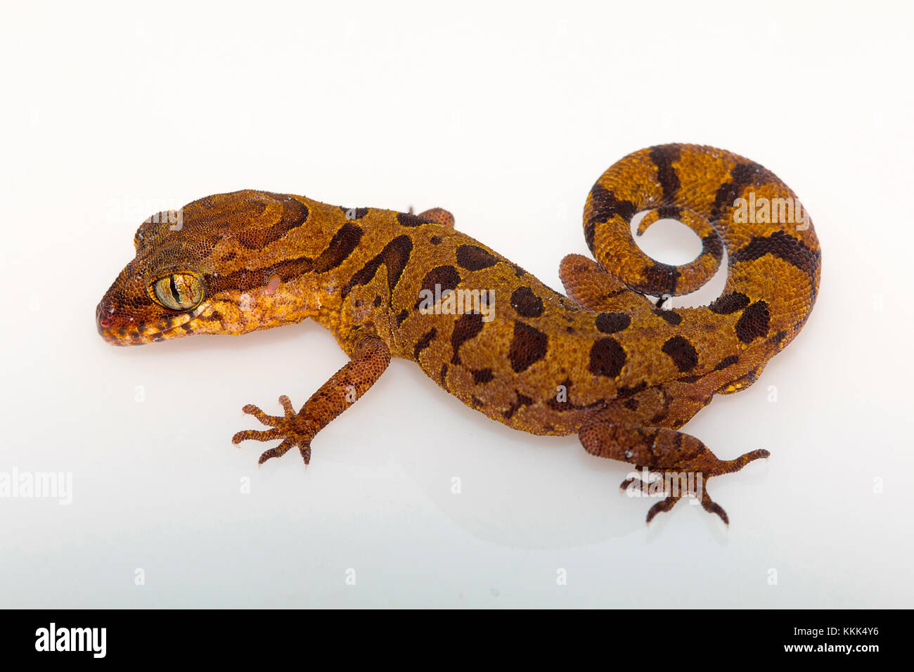 The clouded ground gecko, Cyrtodactylus nebulosus from Chhattisgarh, India Stock Photo