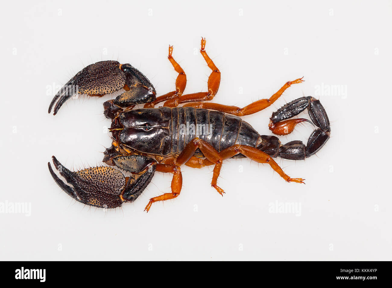 A large burrowing scorpion of the genus Heterometrus from Kanger Ghati National Park, Bastar District, Chhattisgarh Stock Photo