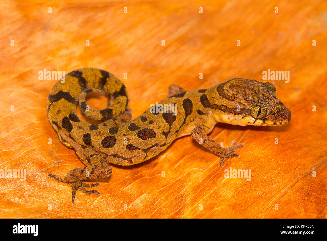 Clouded ground gecko, Cyrtodactylus nebulosus from Chhattisgarh, India Stock Photo
