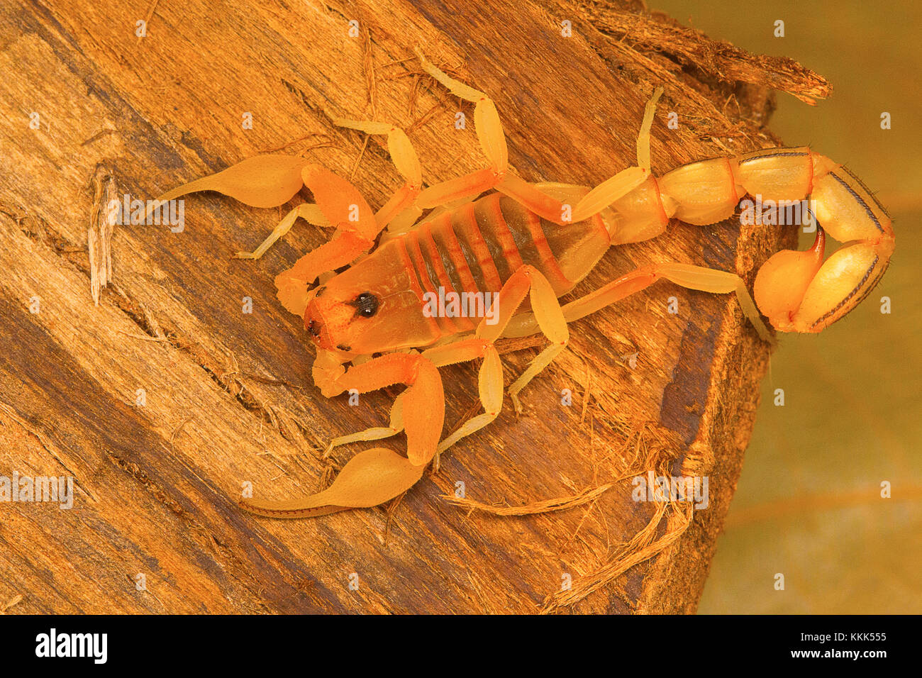 Fat tailed scorpion Hottentotta sp. from Kanyakumari, Tamil Nadu, India Stock Photo