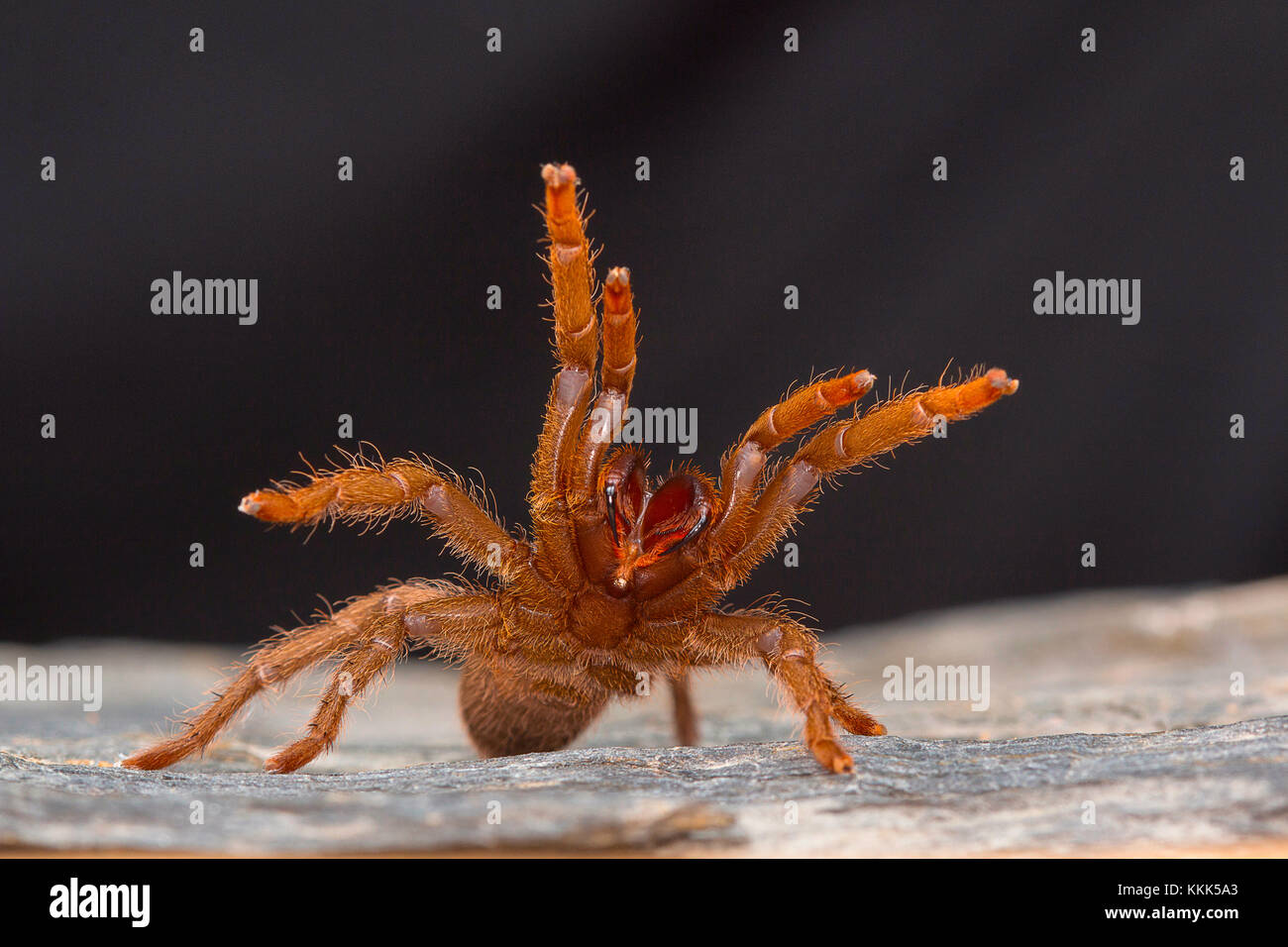 A tarantula of the genus Heterophroctus raised in aggression showing its fangs. Satara district, Maharashtra, India Stock Photo