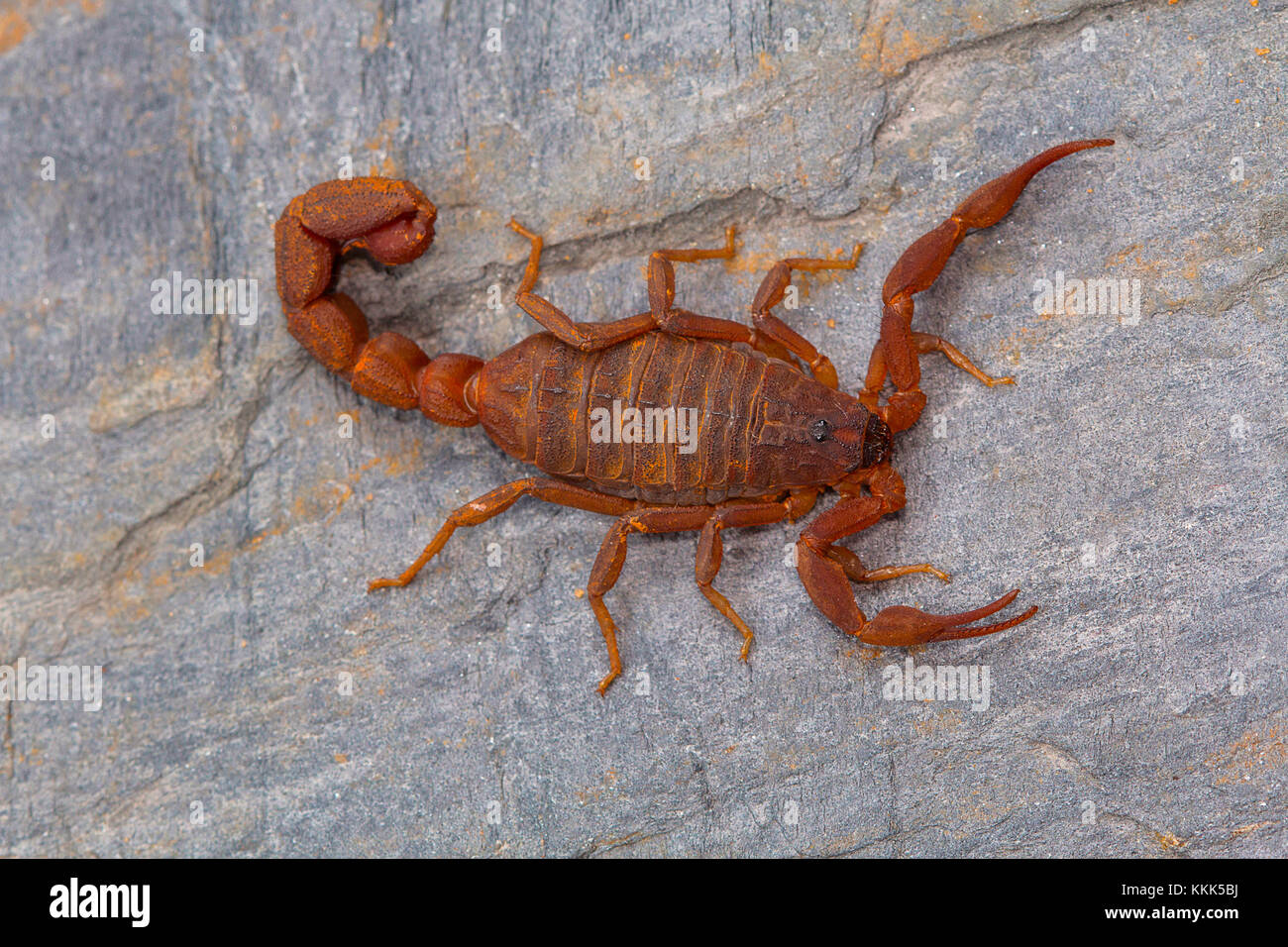 Fat tailed scorpion Hottentotta rugiscutis from Satara district, Maharashtra, India Stock Photo