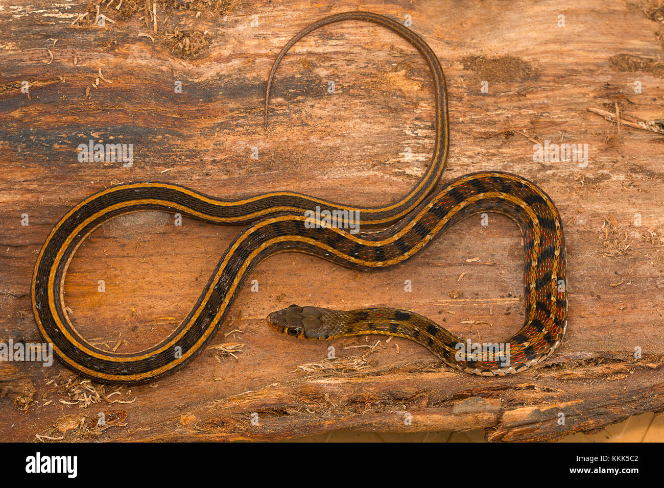Buff striped keelback snake, Amphiesma stolata from Kaas plateau, Satara district, Maharashtra. Stock Photo