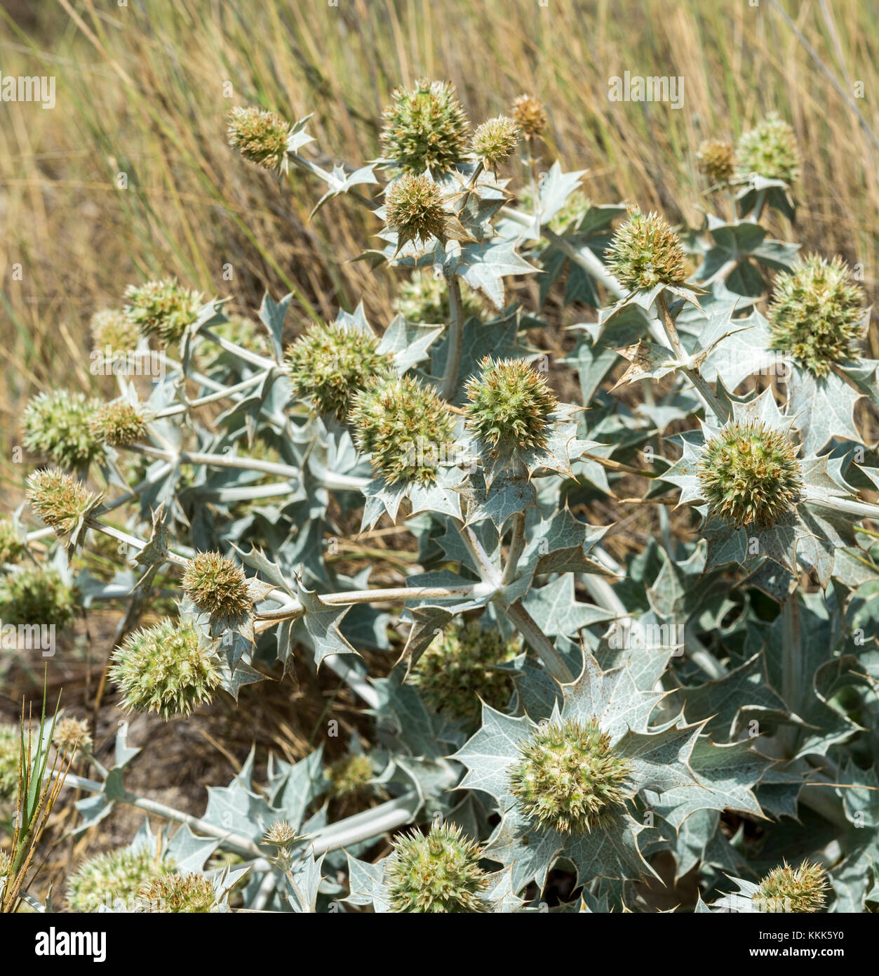 Close-up of Sea Holly, Eryngium maritimum, growing on the dunes. It is a species in the Apiaceae family native to most European coastlines. Stock Photo